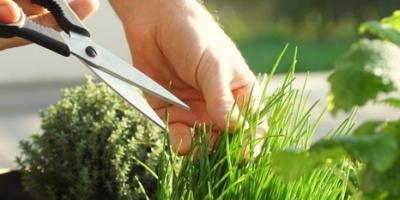 Создайте участок мечты - бесплатный курс от Skillbox